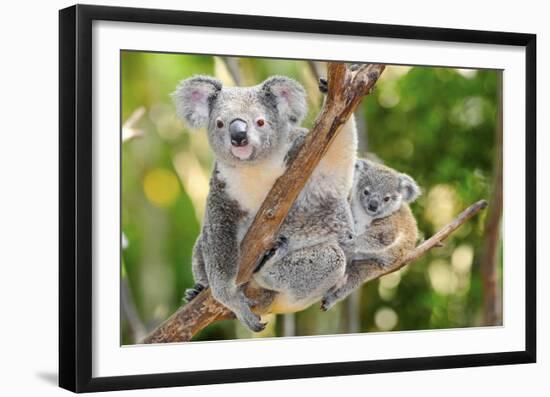 Australian Koala Bear & Baby -null-Framed Art Print