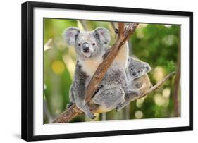 Australian Koala Bear & Baby -null-Framed Art Print