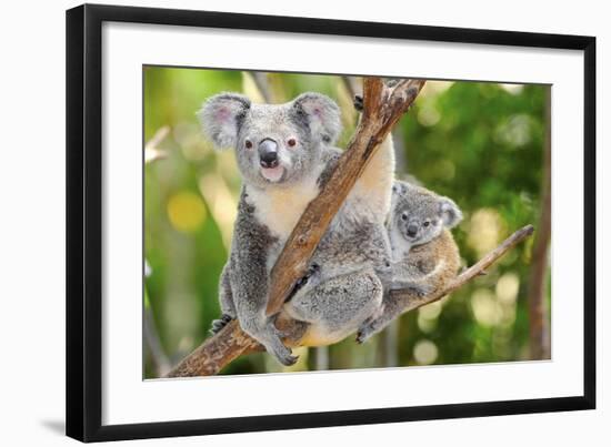 Australian Koala Bear & Baby -null-Framed Art Print