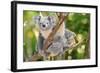 Australian Koala Bear & Baby -null-Framed Art Print