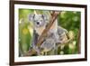 Australian Koala Bear & Baby -null-Framed Art Print