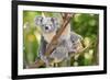 Australian Koala Bear & Baby -null-Framed Art Print