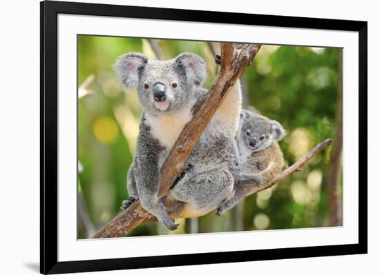 Australian Koala Bear & Baby -null-Framed Art Print