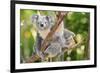 Australian Koala Bear & Baby -null-Framed Art Print