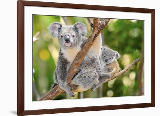 Australian Koala Bear & Baby -null-Framed Art Print