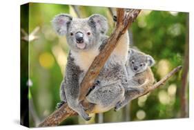 Australian Koala Bear & Baby -null-Stretched Canvas