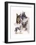 Australian Koolies-Barbara Keith-Framed Giclee Print