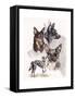 Australian Koolies-Barbara Keith-Framed Stretched Canvas