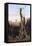 Australian Landscape-Charles E Gordon Frazer-Framed Stretched Canvas