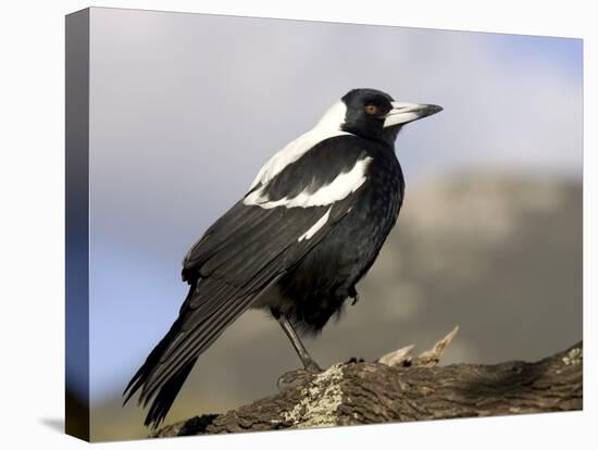 Australian Magpie (Gymnorhina Tibicen), Wilsons Promontory National Park, Victoria, Australia-Thorsten Milse-Stretched Canvas