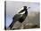 Australian Magpie (Gymnorhina Tibicen), Wilsons Promontory National Park, Victoria, Australia-Thorsten Milse-Stretched Canvas