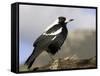 Australian Magpie (Gymnorhina Tibicen), Wilsons Promontory National Park, Victoria, Australia-Thorsten Milse-Framed Stretched Canvas