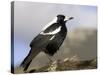 Australian Magpie (Gymnorhina Tibicen), Wilsons Promontory National Park, Victoria, Australia-Thorsten Milse-Stretched Canvas