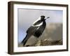 Australian Magpie (Gymnorhina Tibicen), Wilsons Promontory National Park, Victoria, Australia-Thorsten Milse-Framed Photographic Print