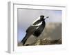 Australian Magpie (Gymnorhina Tibicen), Wilsons Promontory National Park, Victoria, Australia-Thorsten Milse-Framed Photographic Print