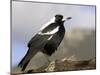 Australian Magpie (Gymnorhina Tibicen), Wilsons Promontory National Park, Victoria, Australia-Thorsten Milse-Mounted Photographic Print