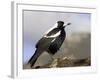 Australian Magpie (Gymnorhina Tibicen), Wilsons Promontory National Park, Victoria, Australia-Thorsten Milse-Framed Photographic Print