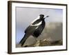 Australian Magpie (Gymnorhina Tibicen), Wilsons Promontory National Park, Victoria, Australia-Thorsten Milse-Framed Photographic Print