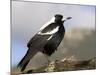 Australian Magpie (Gymnorhina Tibicen), Wilsons Promontory National Park, Victoria, Australia-Thorsten Milse-Mounted Photographic Print