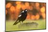 Australian magpie male perched on stump, New Zealand-Andy Trowbridge-Mounted Photographic Print