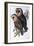 Australian Masked-Owl (Strix Personata)-John Gould-Framed Giclee Print