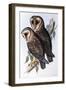 Australian Masked-Owl (Strix Personata)-John Gould-Framed Giclee Print