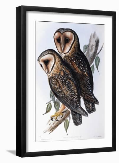 Australian Masked-Owl (Strix Personata)-John Gould-Framed Giclee Print