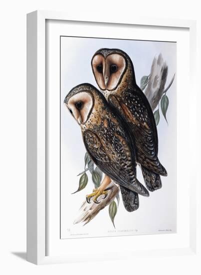 Australian Masked-Owl (Strix Personata)-John Gould-Framed Giclee Print