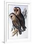 Australian Masked-Owl (Strix Personata)-John Gould-Framed Giclee Print