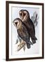 Australian Masked-Owl (Strix Personata)-John Gould-Framed Giclee Print