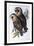 Australian Masked-Owl (Strix Personata)-John Gould-Framed Giclee Print