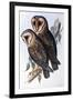 Australian Masked-Owl (Strix Personata)-John Gould-Framed Giclee Print