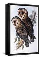 Australian Masked-Owl (Strix Personata)-John Gould-Framed Stretched Canvas