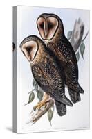 Australian Masked-Owl (Strix Personata)-John Gould-Stretched Canvas