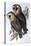 Australian Masked-Owl (Strix Personata)-John Gould-Stretched Canvas