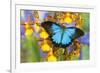 Australian Mountain Blue Swallowtail Butterfly on Orchid-Darrell Gulin-Framed Photographic Print