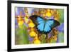 Australian Mountain Blue Swallowtail Butterfly on Orchid-Darrell Gulin-Framed Photographic Print