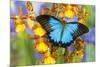 Australian Mountain Blue Swallowtail Butterfly on Orchid-Darrell Gulin-Mounted Photographic Print