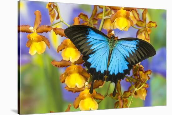 Australian Mountain Blue Swallowtail Butterfly on Orchid-Darrell Gulin-Stretched Canvas