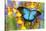 Australian Mountain Blue Swallowtail Butterfly on Orchid-Darrell Gulin-Stretched Canvas