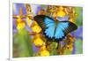 Australian Mountain Blue Swallowtail Butterfly on Orchid-Darrell Gulin-Framed Photographic Print
