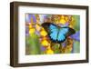 Australian Mountain Blue Swallowtail Butterfly on Orchid-Darrell Gulin-Framed Photographic Print