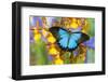 Australian Mountain Blue Swallowtail Butterfly on Orchid-Darrell Gulin-Framed Photographic Print