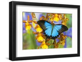 Australian Mountain Blue Swallowtail Butterfly on Orchid-Darrell Gulin-Framed Photographic Print