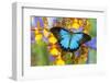 Australian Mountain Blue Swallowtail Butterfly on Orchid-Darrell Gulin-Framed Photographic Print