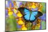 Australian Mountain Blue Swallowtail Butterfly on Orchid-Darrell Gulin-Mounted Photographic Print