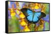 Australian Mountain Blue Swallowtail Butterfly on Orchid-Darrell Gulin-Framed Stretched Canvas