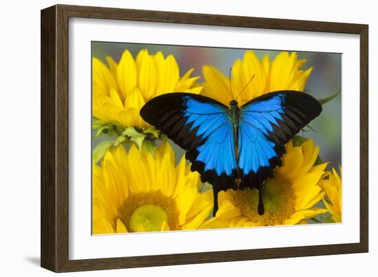 Australian Mountain Blue Swallowtail Butterfly on sunflower-Darrell Gulin-Framed Photographic Print