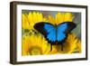 Australian Mountain Blue Swallowtail Butterfly on sunflower-Darrell Gulin-Framed Photographic Print