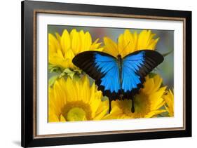 Australian Mountain Blue Swallowtail Butterfly on sunflower-Darrell Gulin-Framed Photographic Print